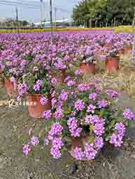 紫花馬纓丹